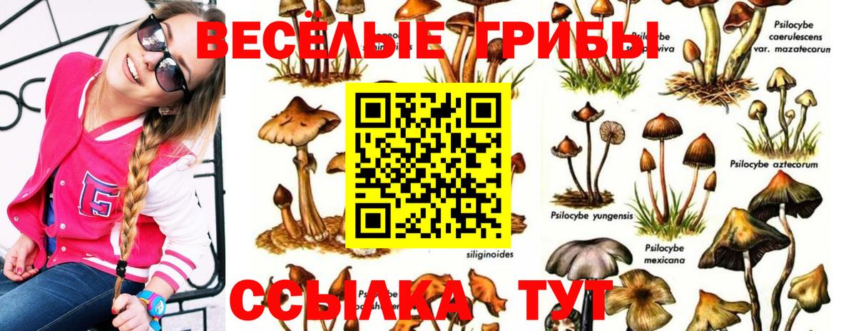 Псилоцибиновые грибы Psilocybe  Вход с VPN  Гурьевск 